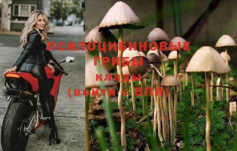 купить наркоту  Сергач  Галлюциногенные грибы Cubensis 